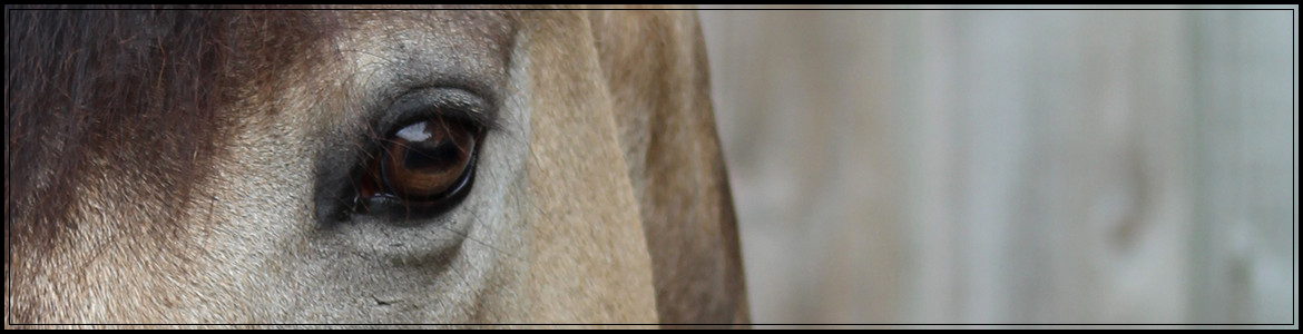 ecuriedujusclay.ffe.com